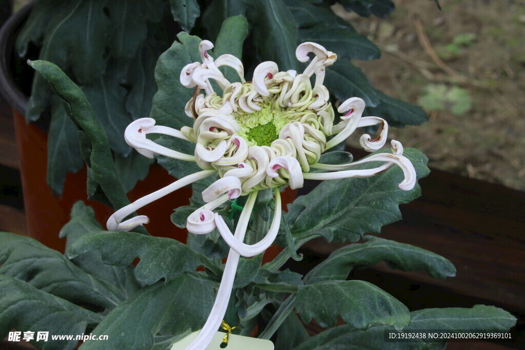 菊花 