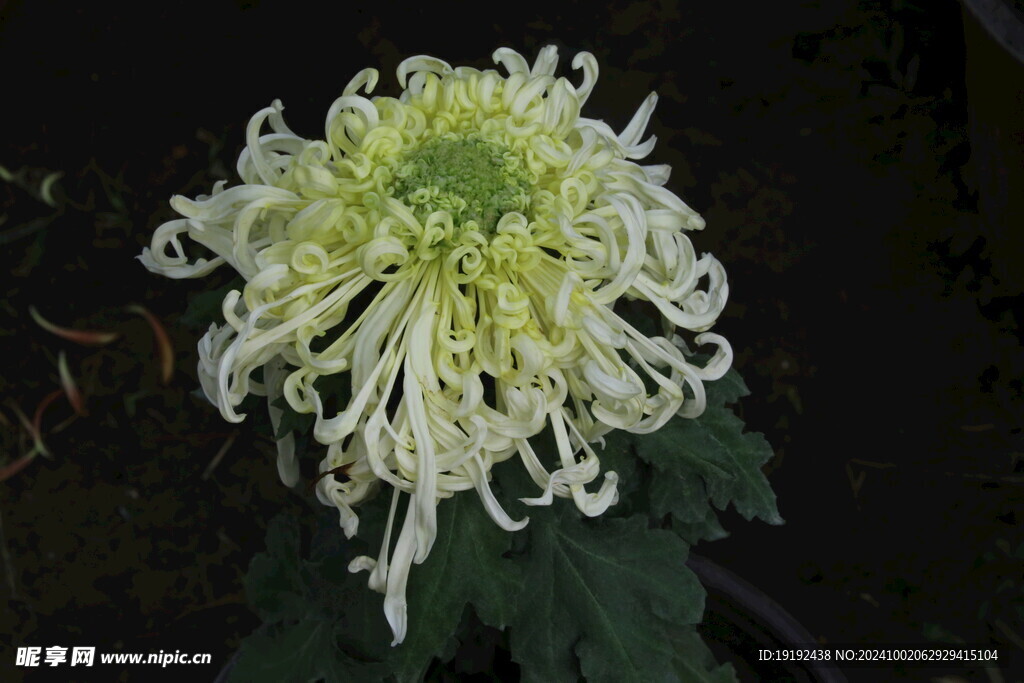 菊花  
