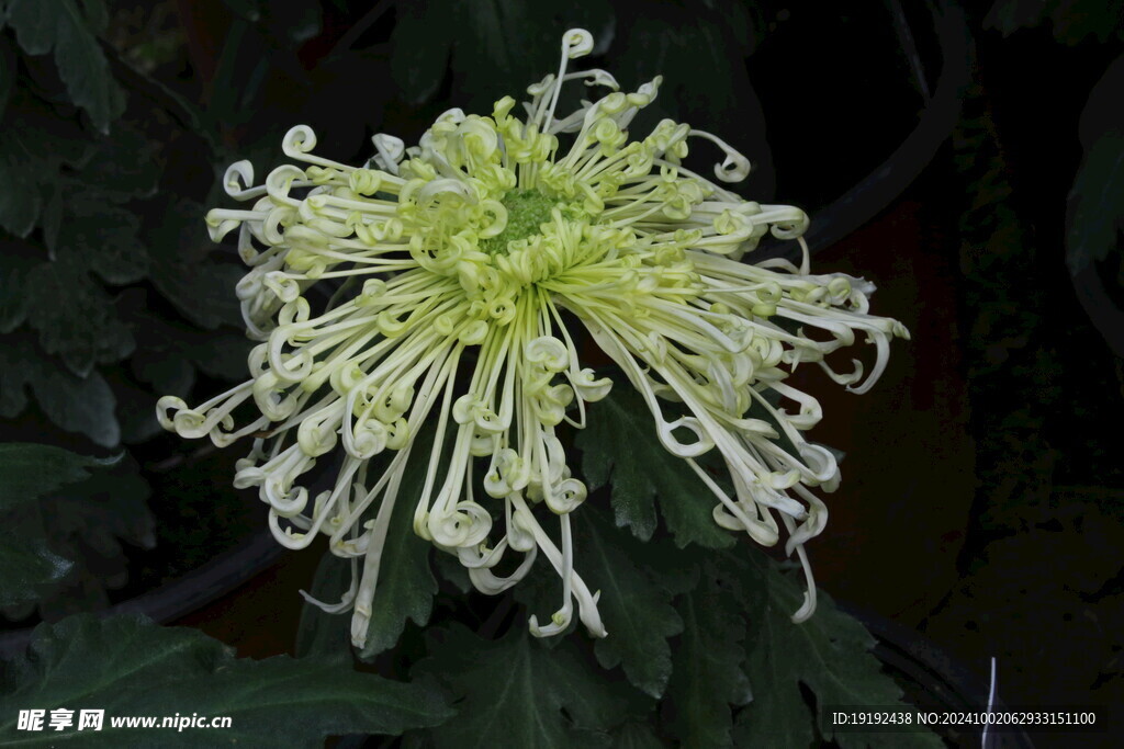 菊花  