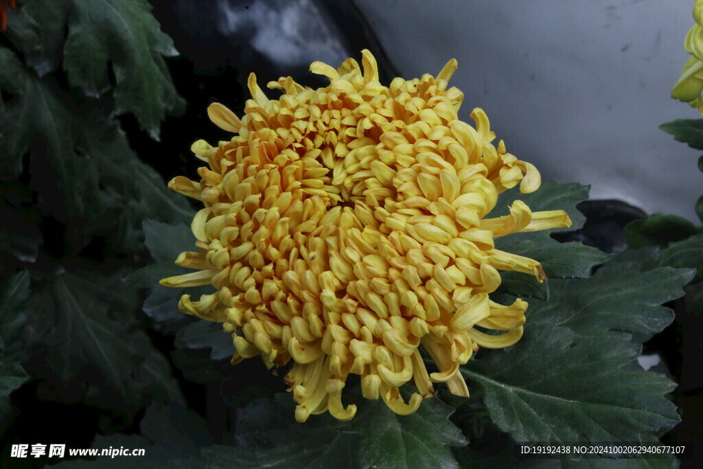 菊花  