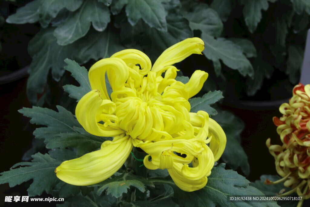 菊花  