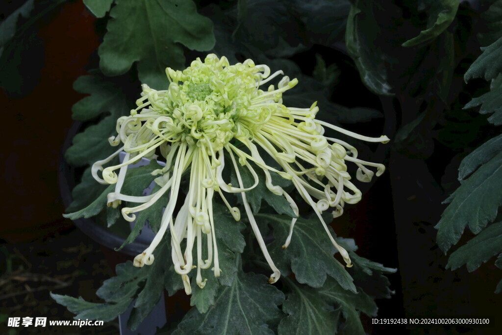 菊花 