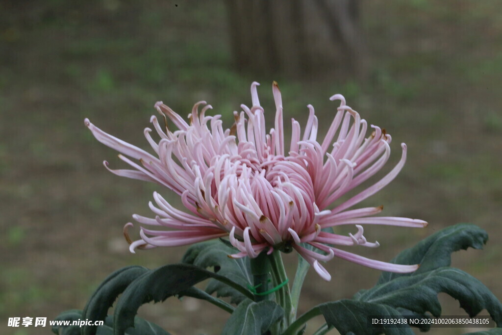 菊花 