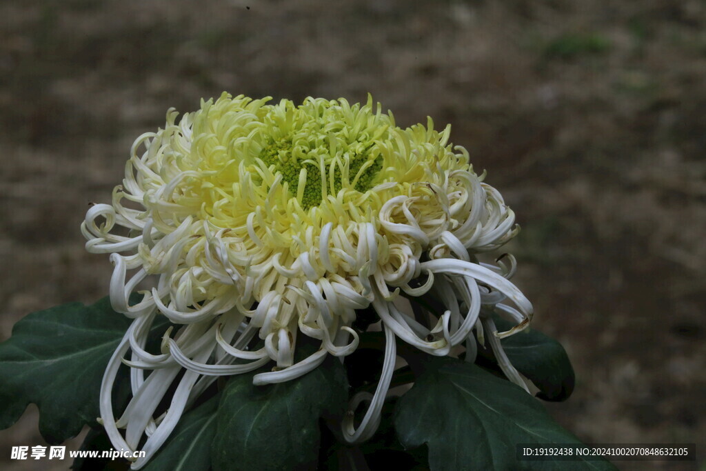 菊花  