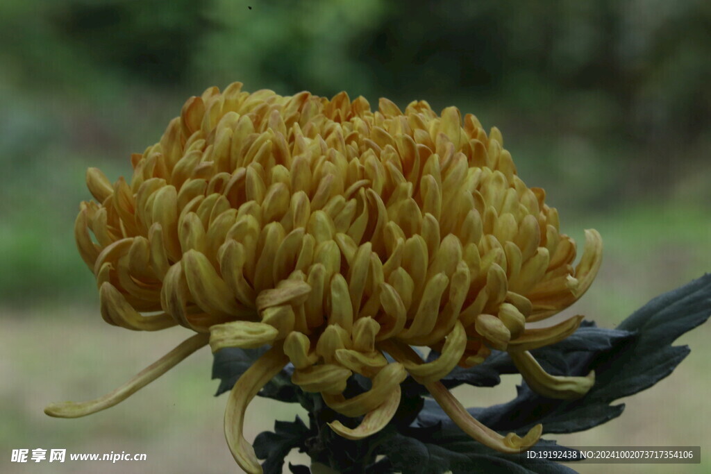 菊花 