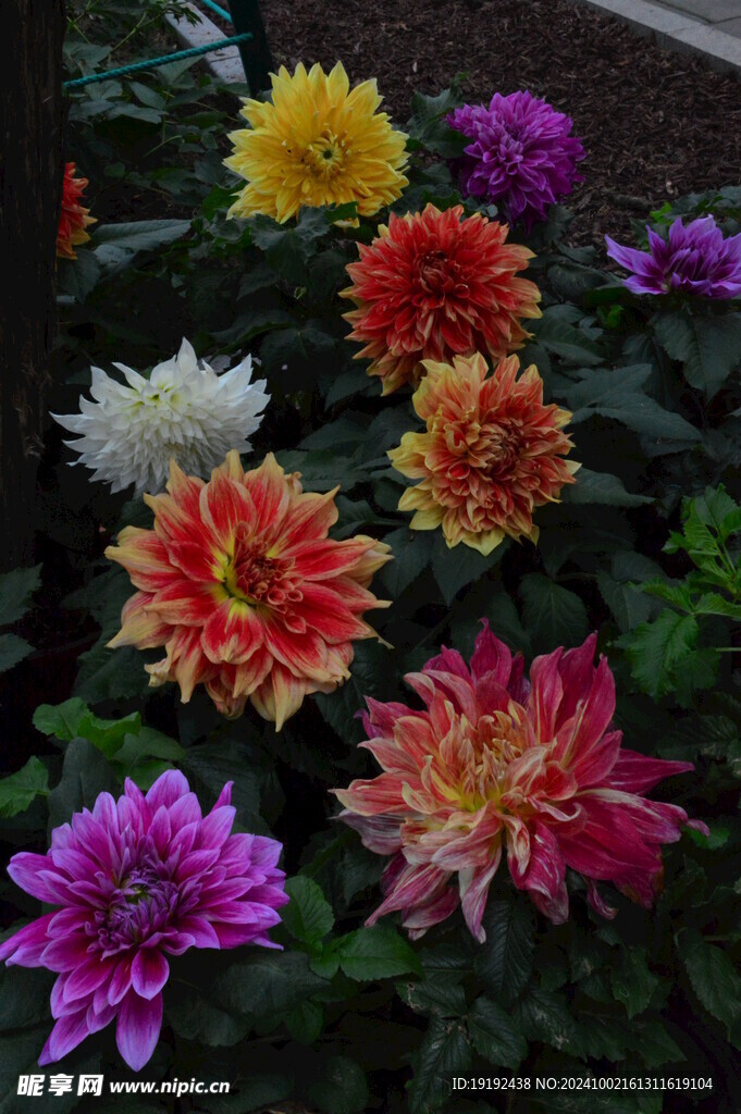 大丽花 