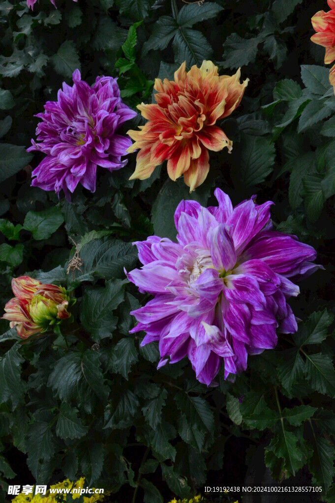 大丽花  