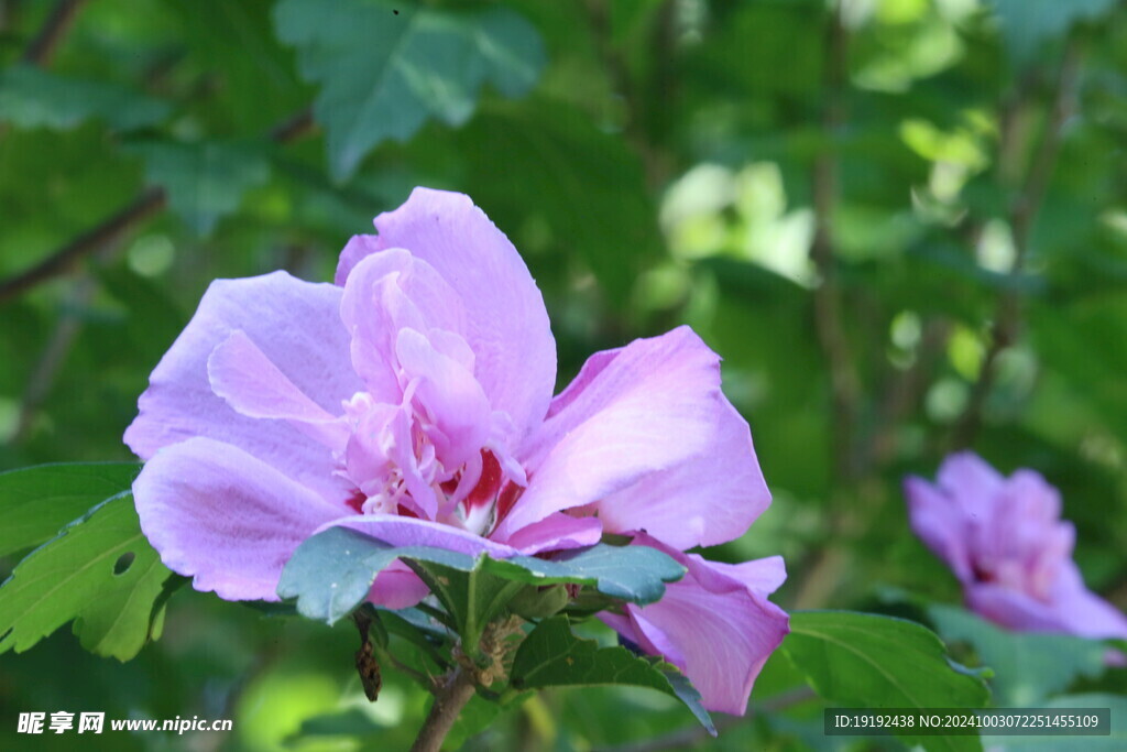 木槿花 