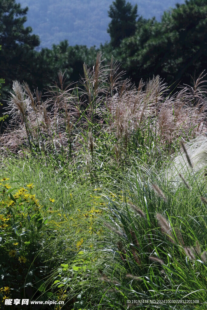 芒草风景 