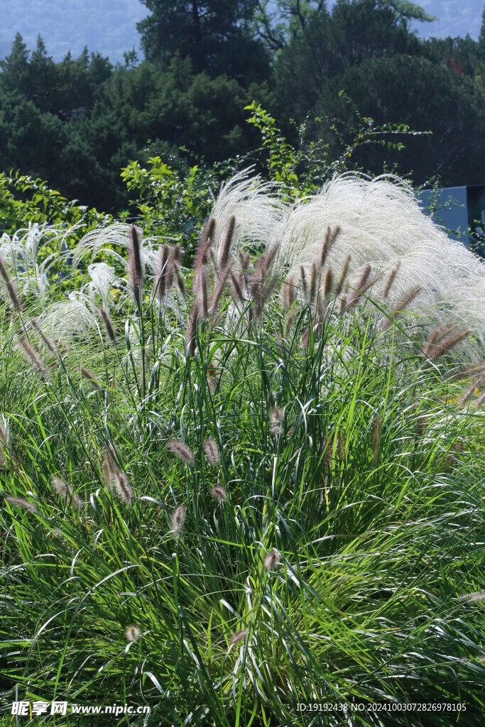 芒草风景 