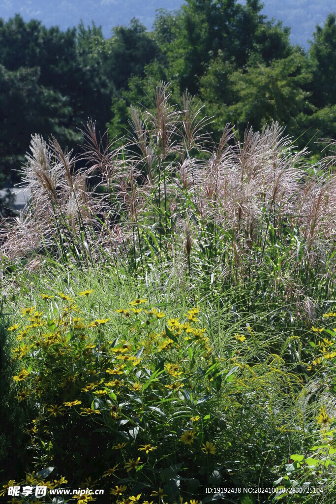 芒草风景  