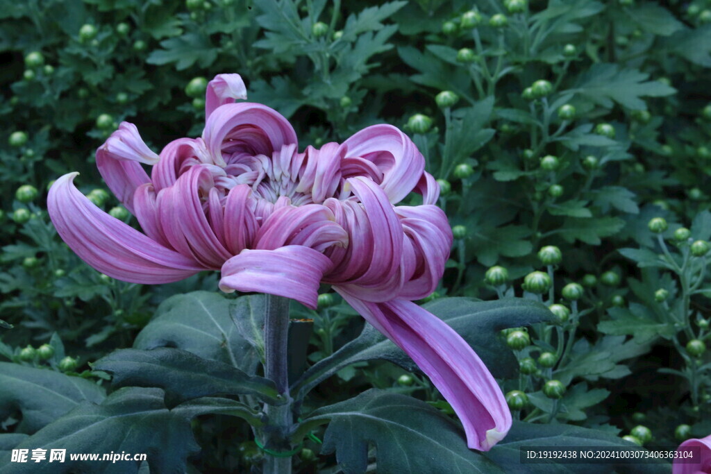 菊花  