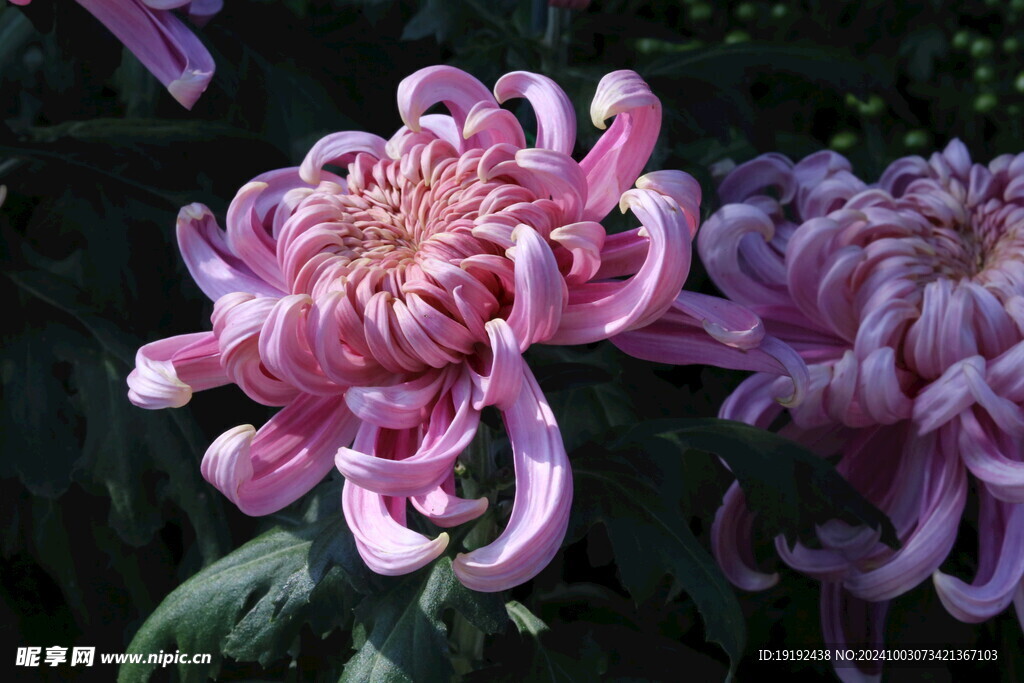 菊花  