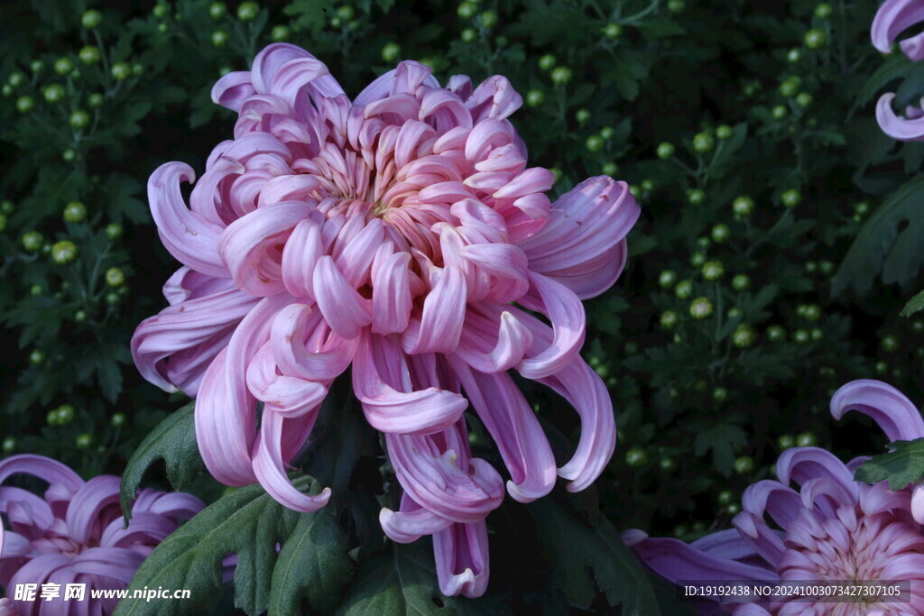 菊花  