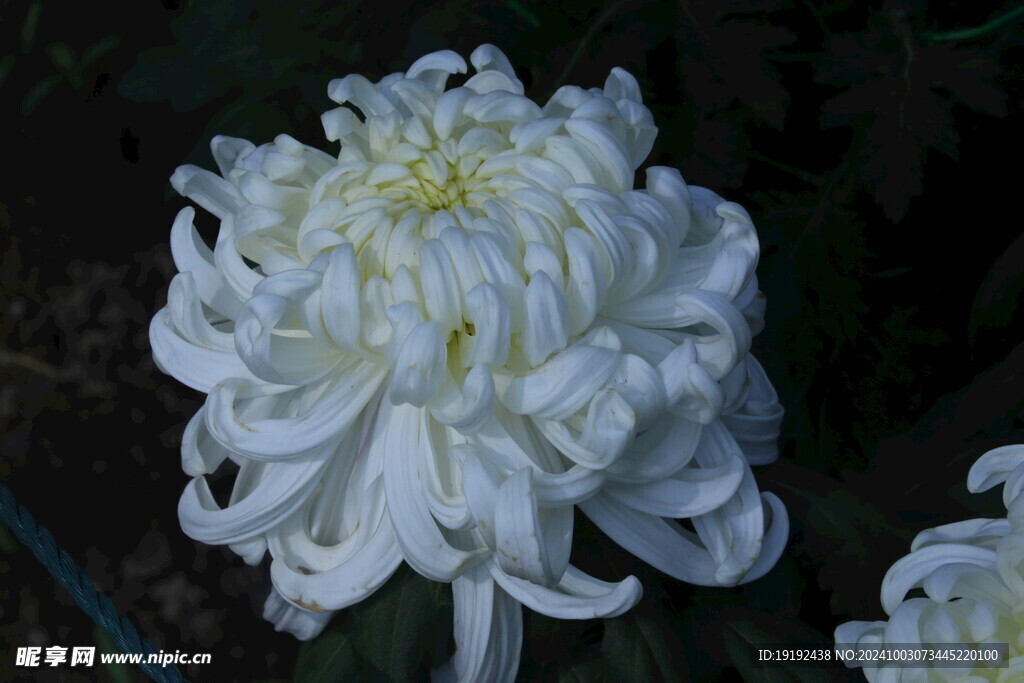 菊花  