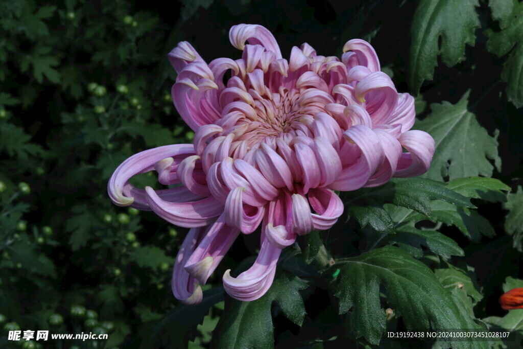 菊花  