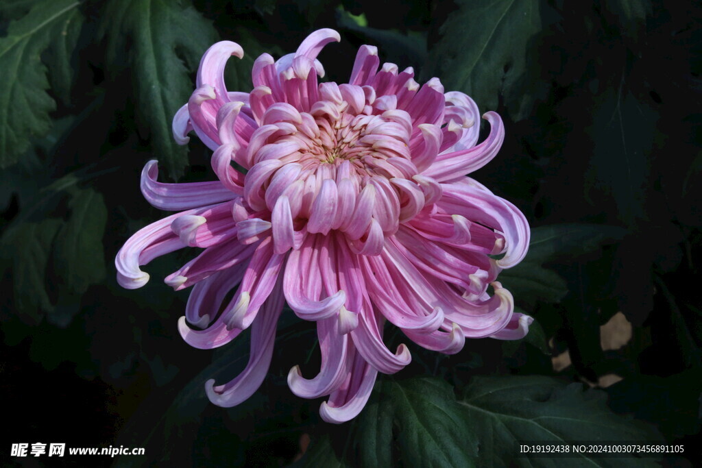 菊花 