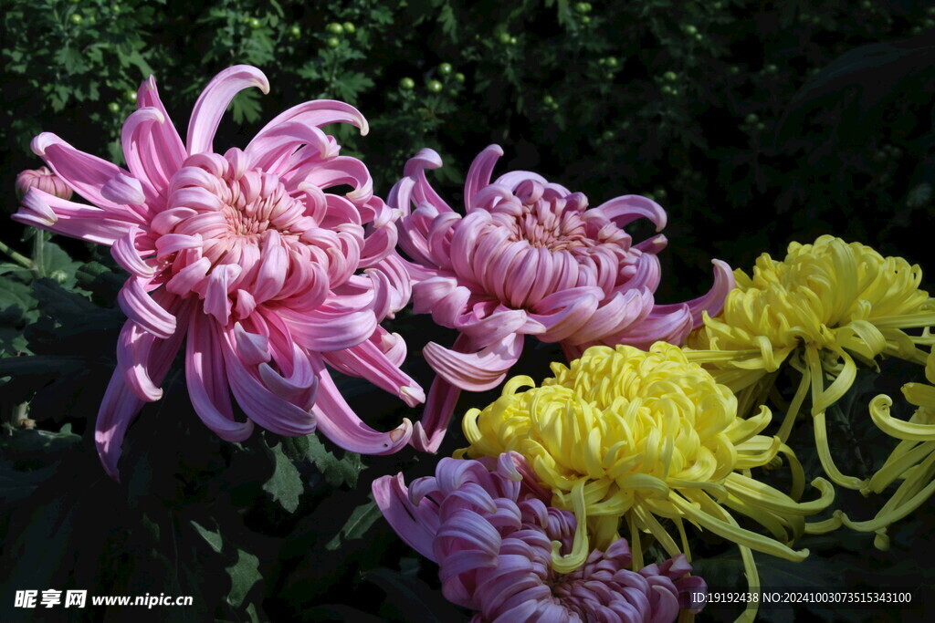 菊花  