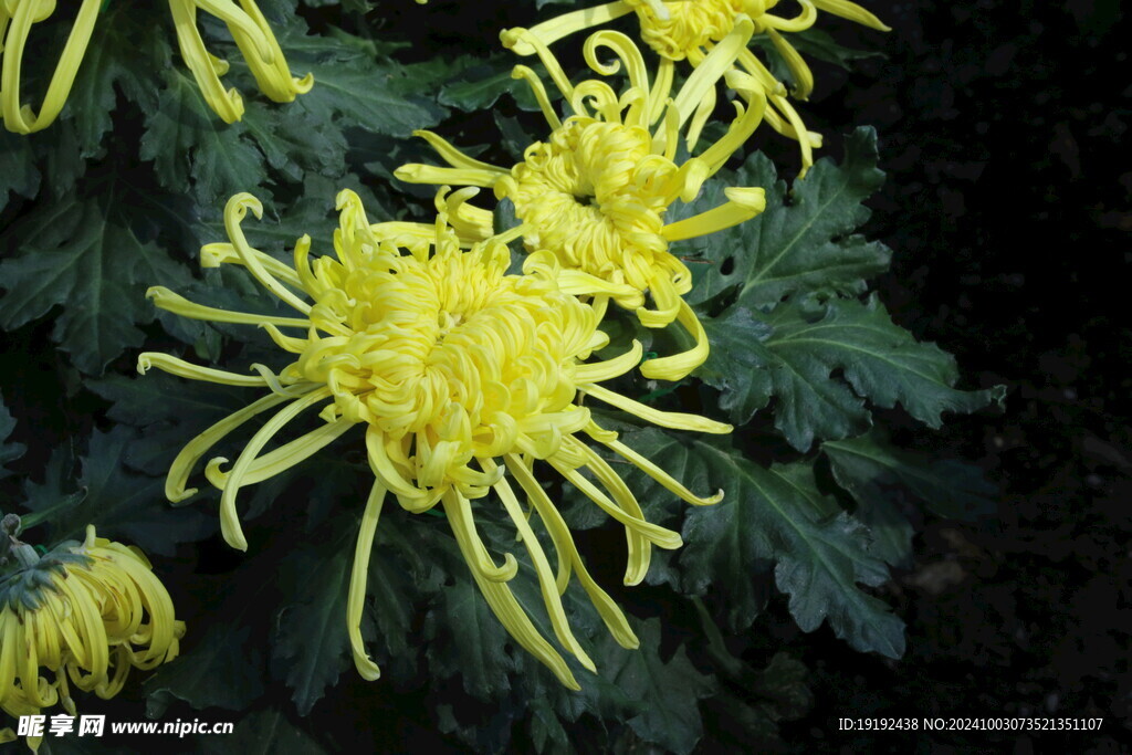 菊花  