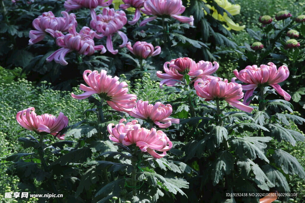 菊花  