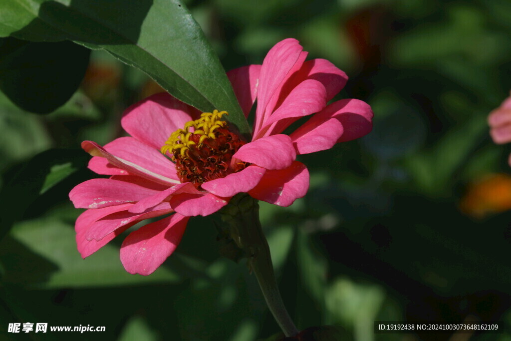 百日菊  