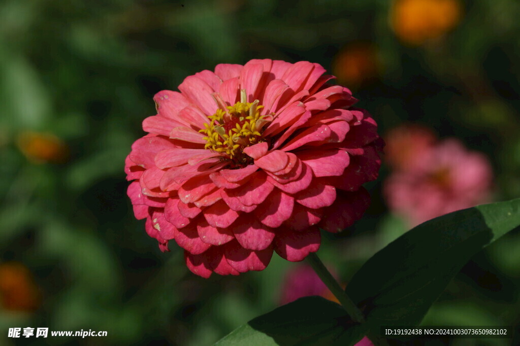 百日菊  