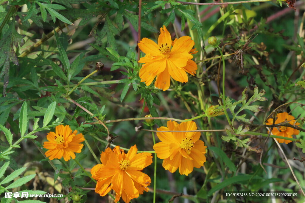 硫华菊 