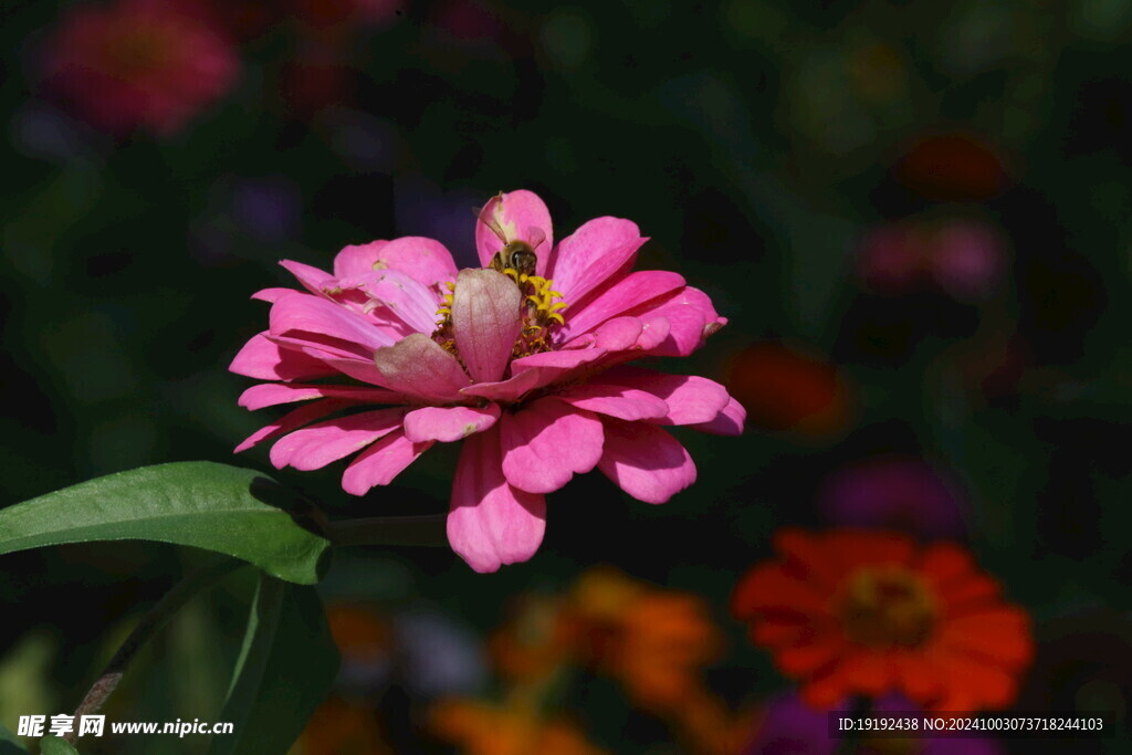 百日菊 