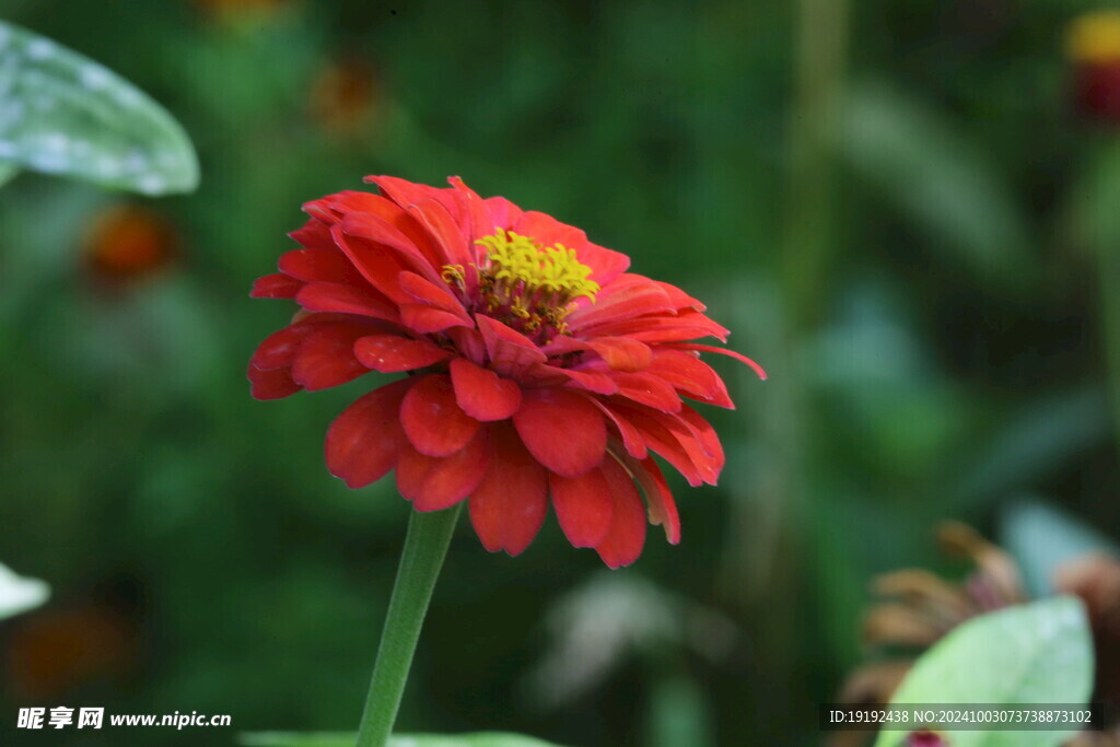 百日菊 