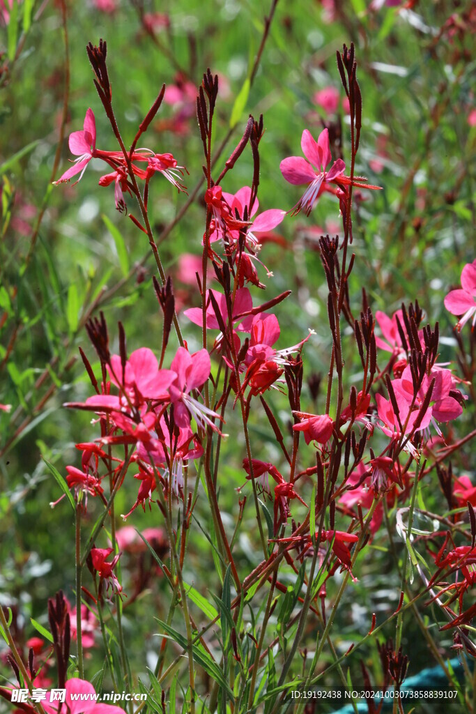 山桃草  
