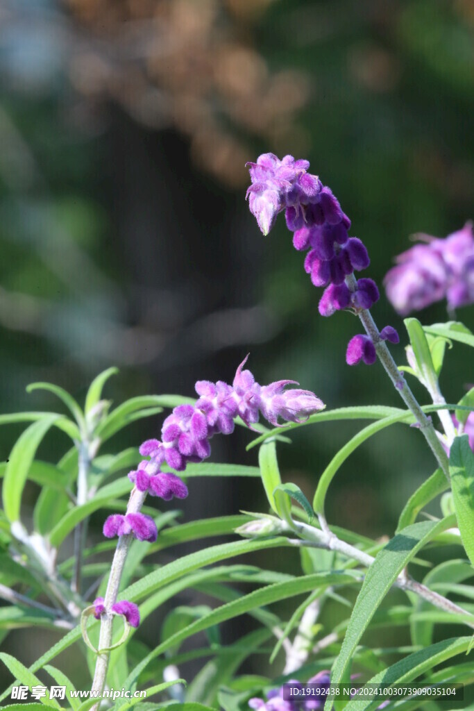 鼠尾草 