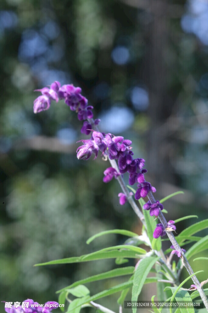 鼠尾草 