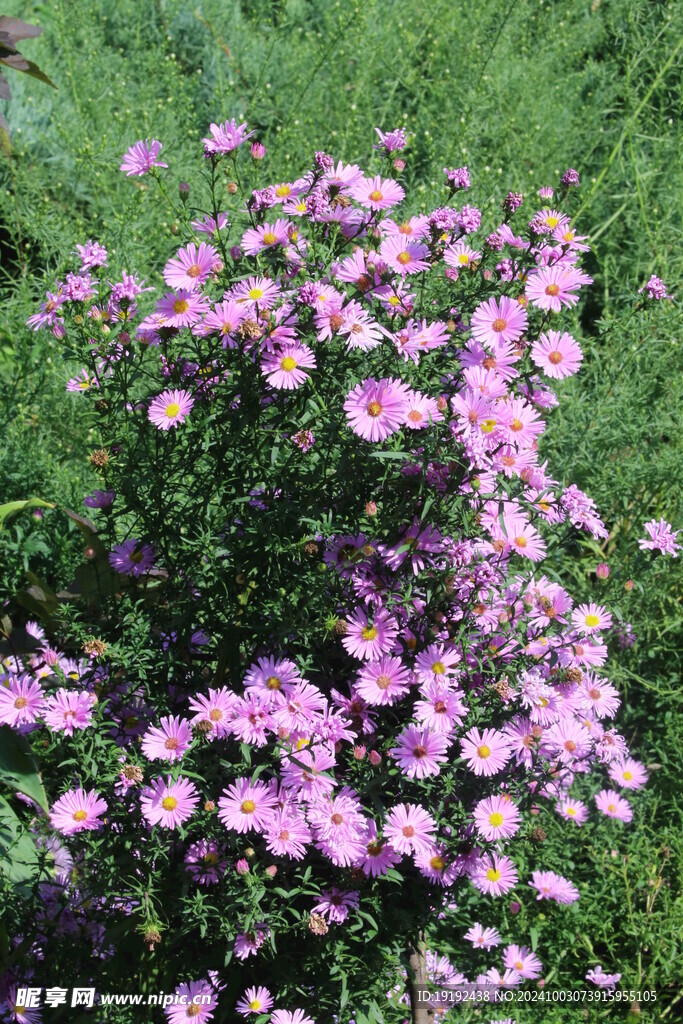 紫菀  
