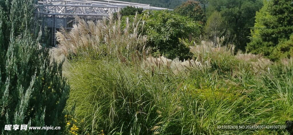 芒草风景 