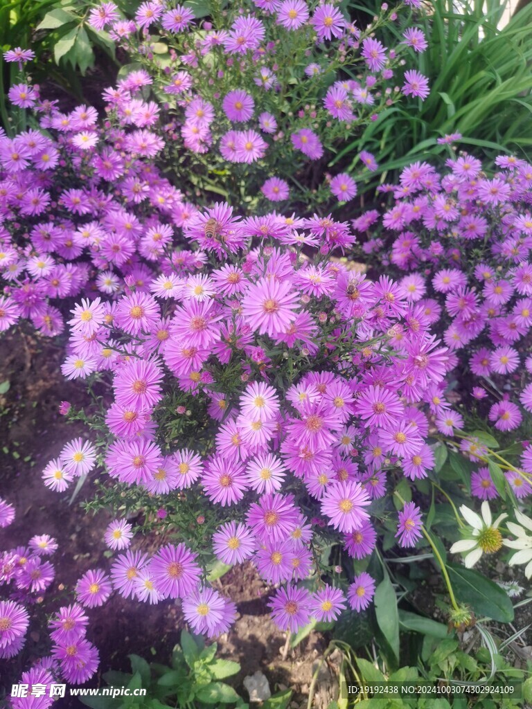 紫菀  