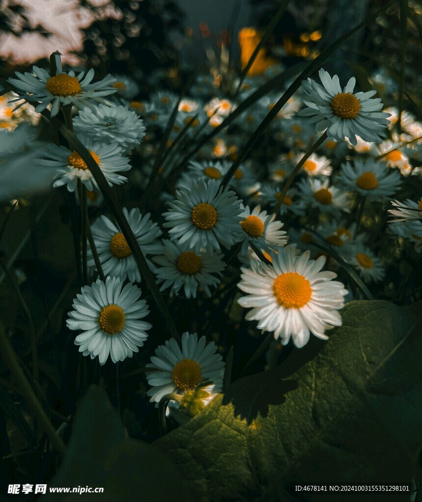小雏菊图片