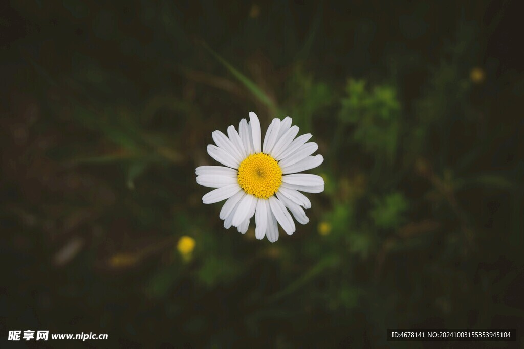 小雏菊图片