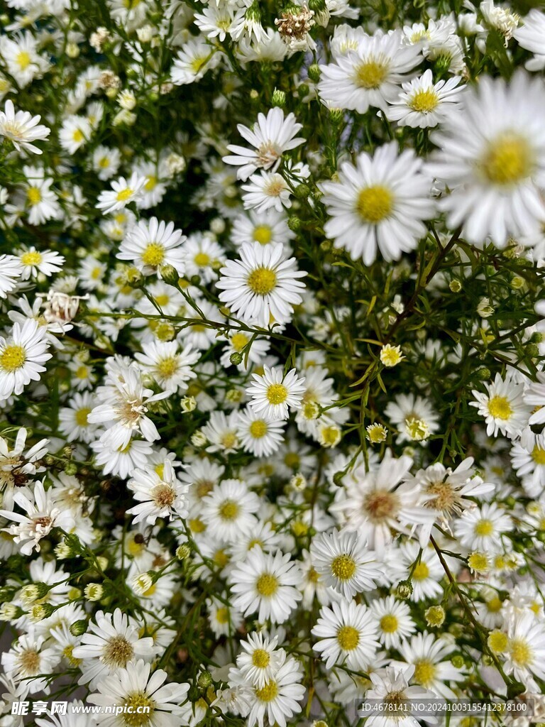 小雏菊图片