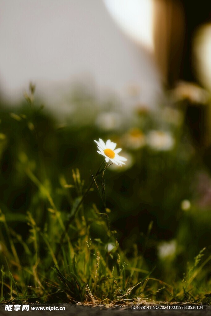 小雏菊图片