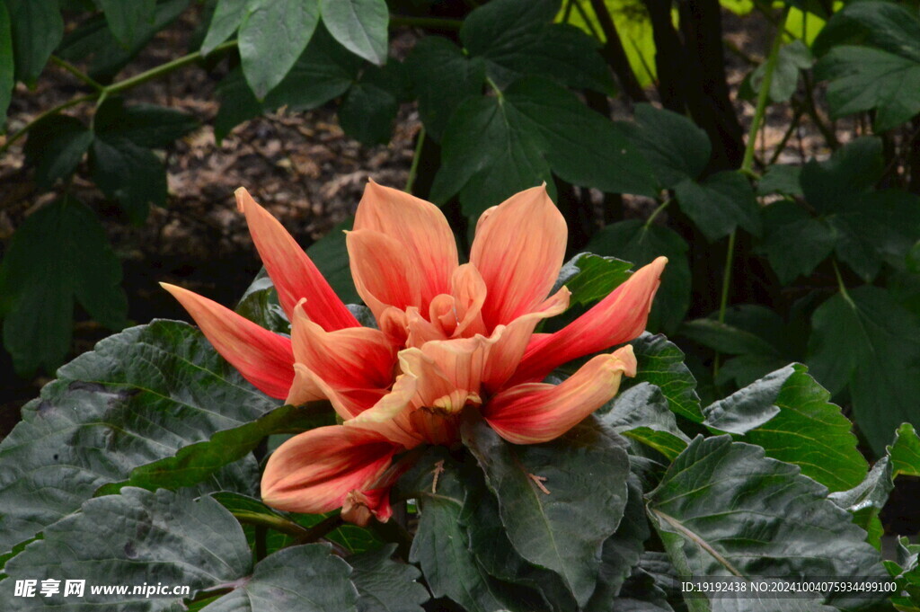 大丽花  