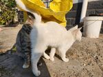 狸花猫