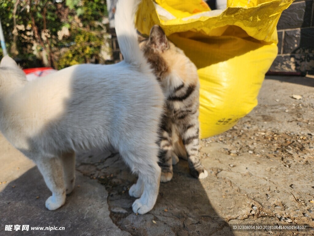 狸花猫