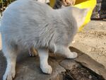 狸花猫