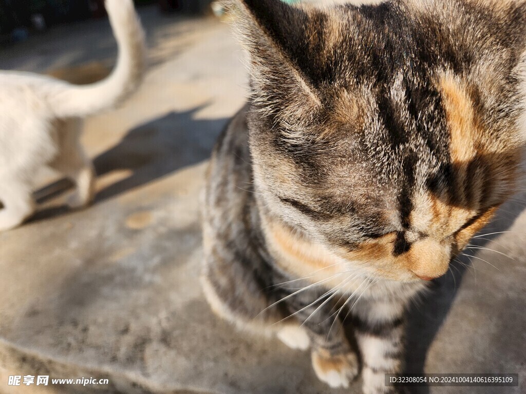 狸花猫