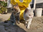 狸花猫