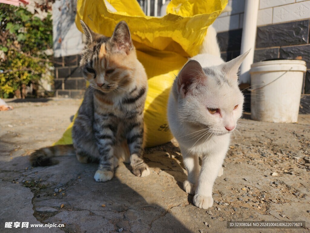 狸花猫