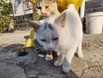 狸花猫