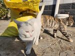 狸花猫