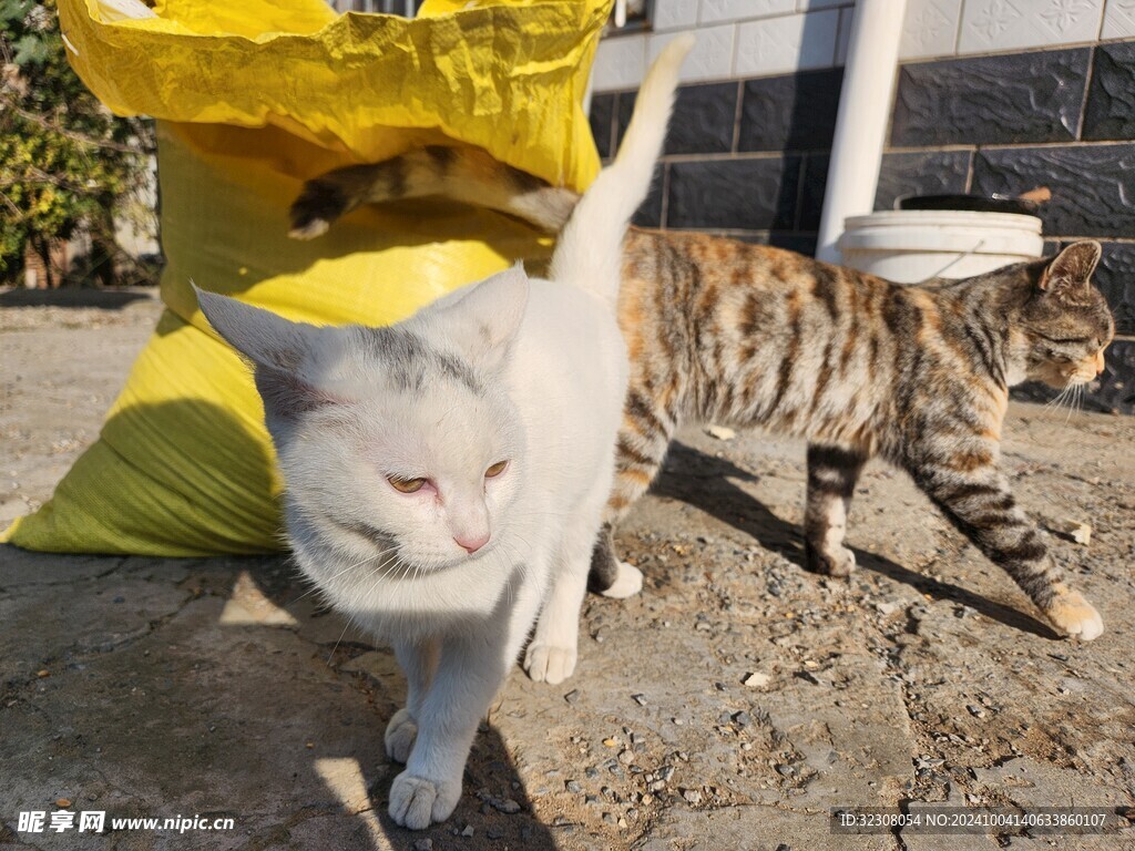 狸花猫