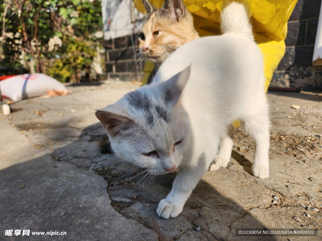 狸花猫